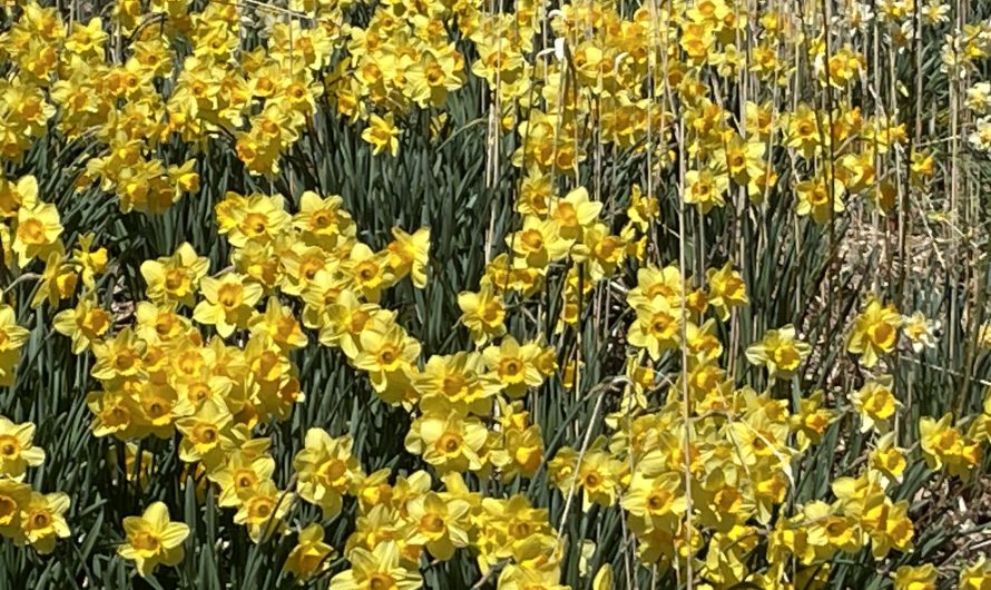 Hubbard Park Daffodils