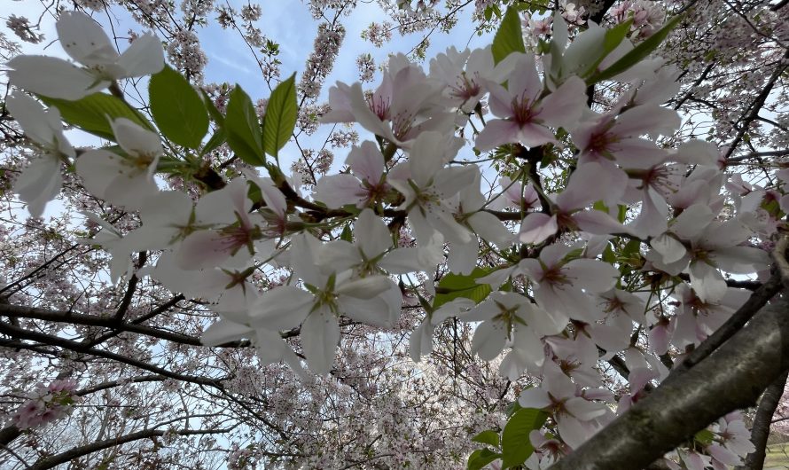 Cherry Blossoms at Branch Brook Park