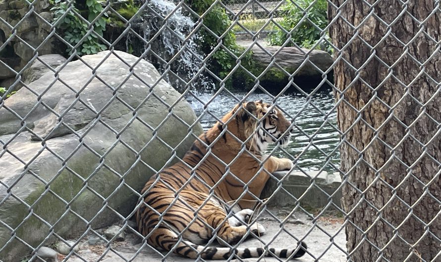 The Popcorn Park Animal Refuge