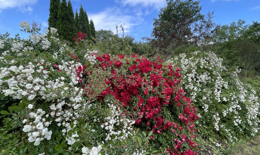 The New Jersey Botanical Garden