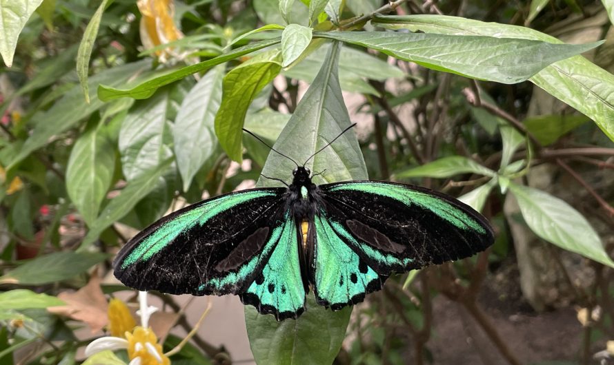 Magic Wings Butterfly Conservatory