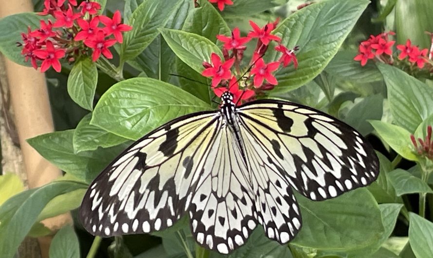 Butterfly Rainforest at the  Florida Museum of Natural History