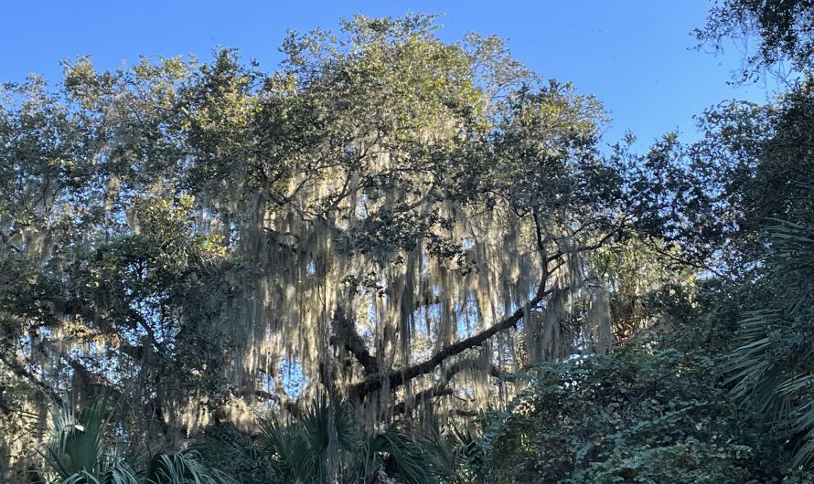 Scenes from Gainesville, Florida