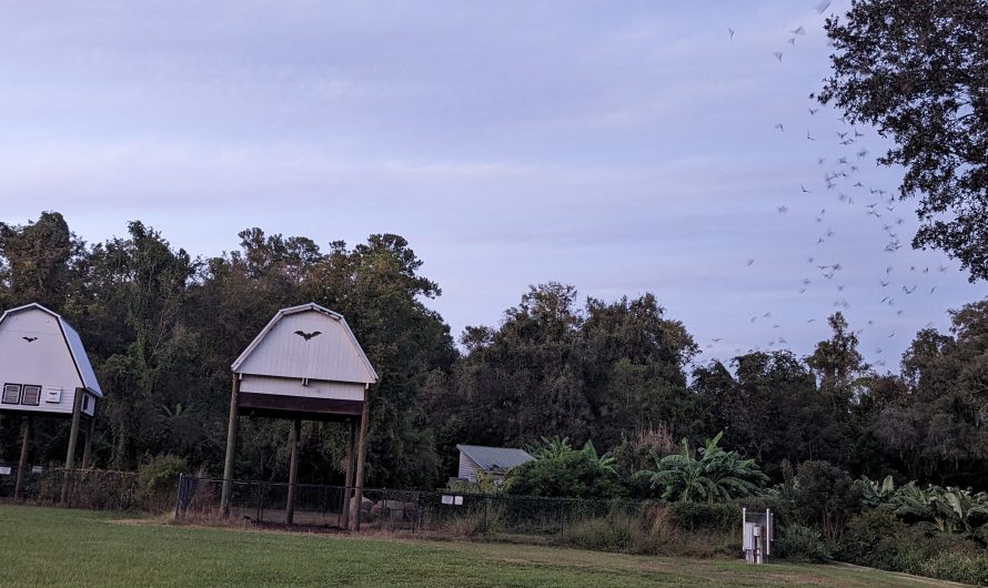 University of Florida Bat Houses