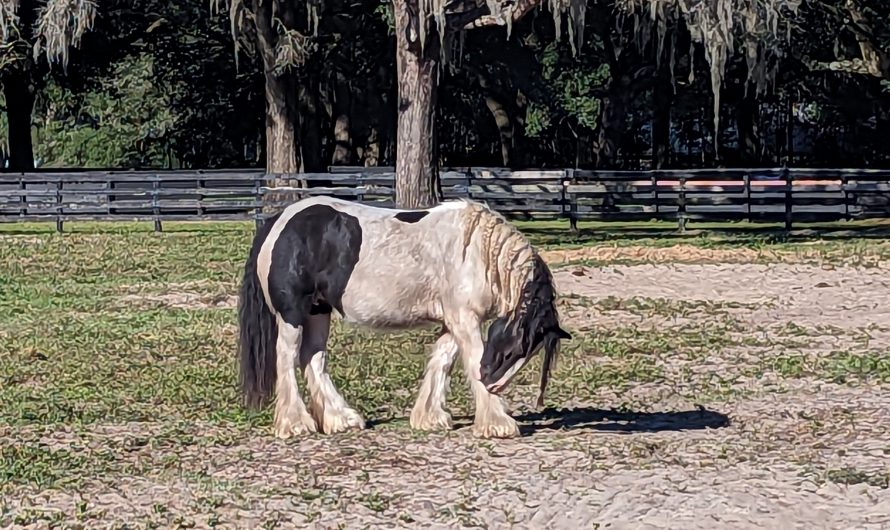 Gypsy Gold Horse Farm