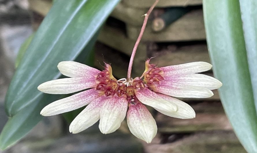 Montreal Botanical Garden