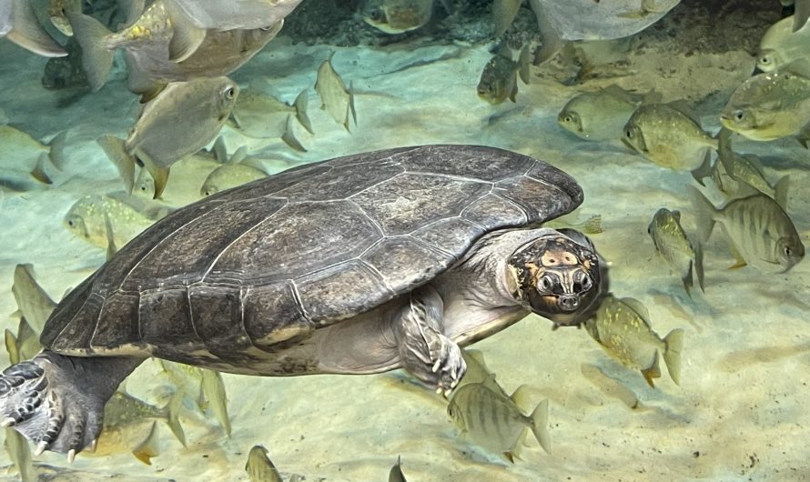 Montreal Biodôme