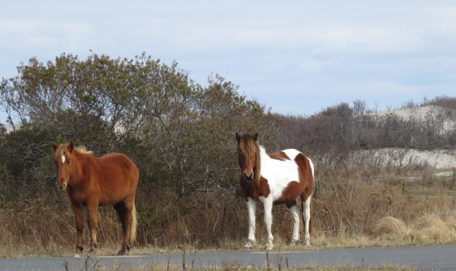 Assateague Island National Seashore