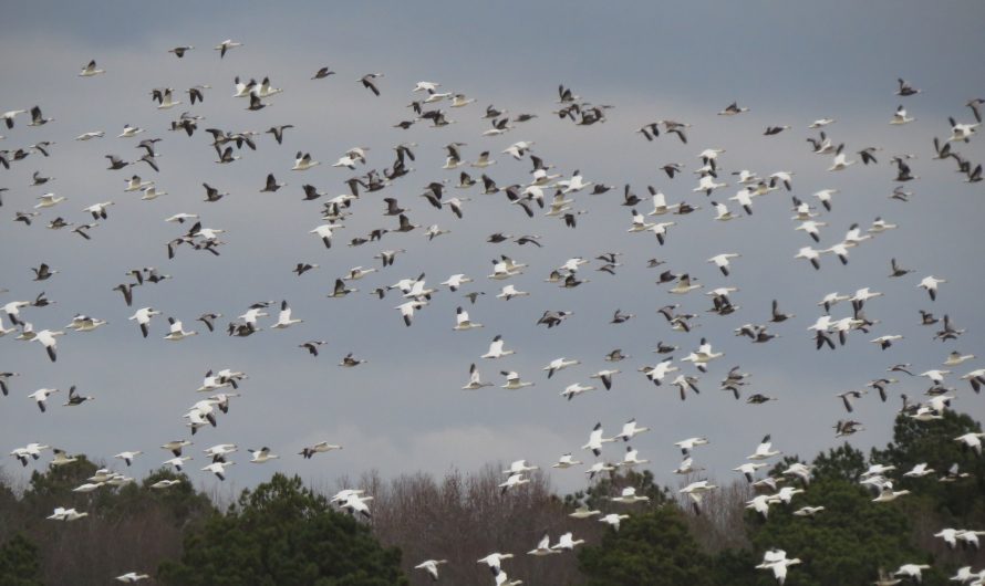 Blackwater National Wildlife Refuge