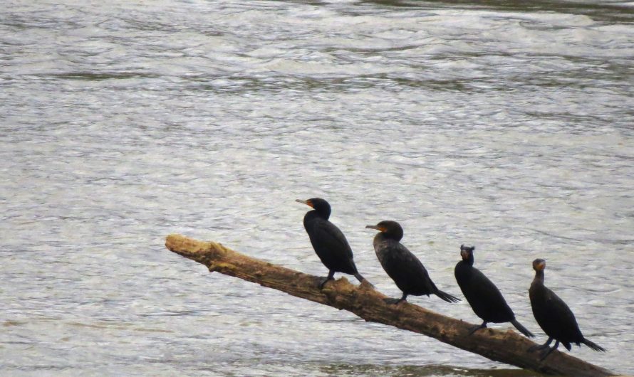 Birding in Central Georgia