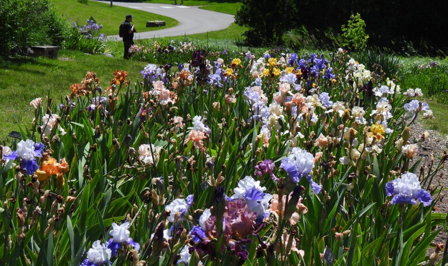 Irises at the Minnesota Landscape Arboretum