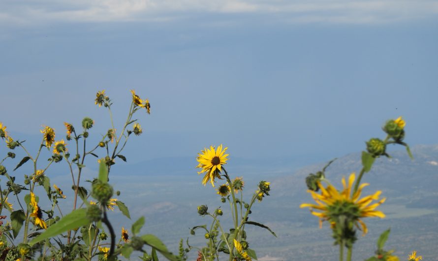 Sandia Peak Tramway