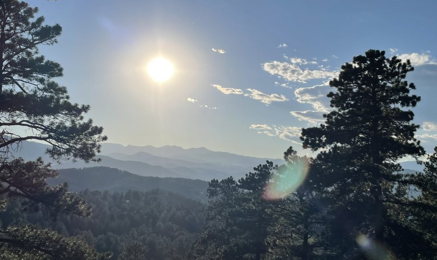 Birds, Bites, and a Bunny from the Denver, Colorado Area