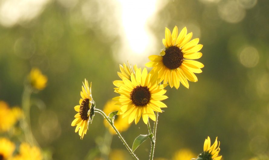 Nature Scenes in Northwestern Missouri