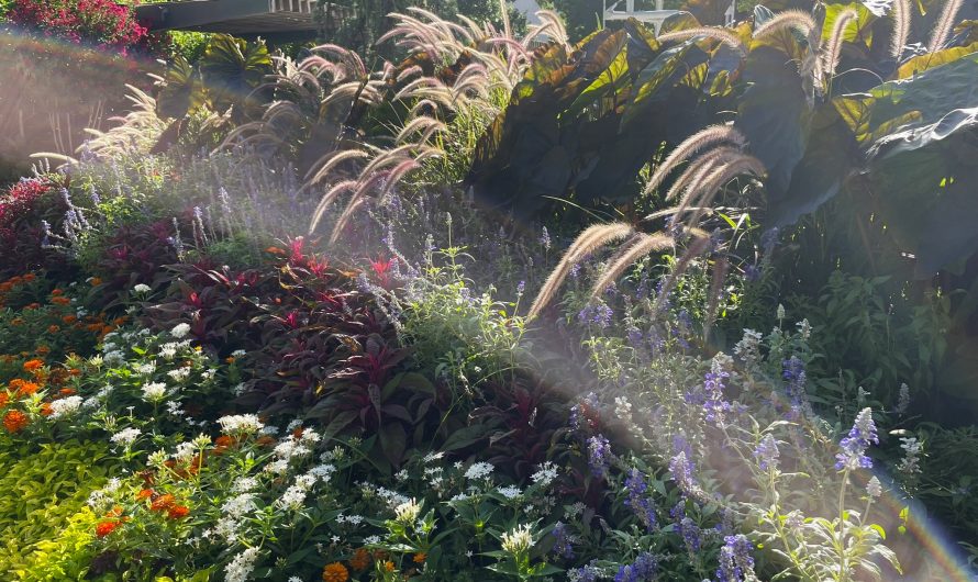 Myriad Botanical Gardens and Crystal Bridge Conservatory