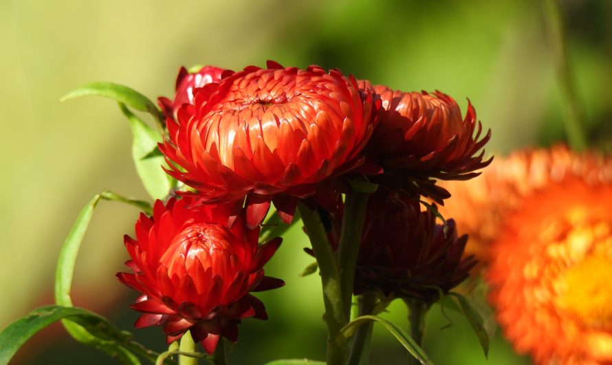 Alaska Botanical Garden