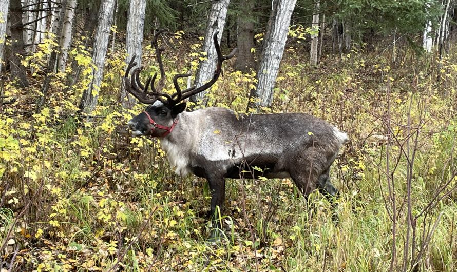 Walking with Reindeer in Alaska