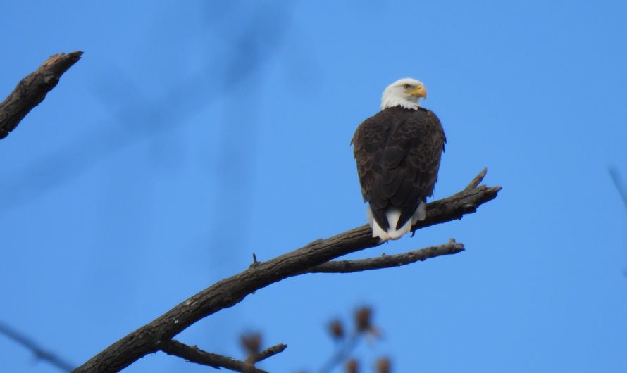 Winter Birding